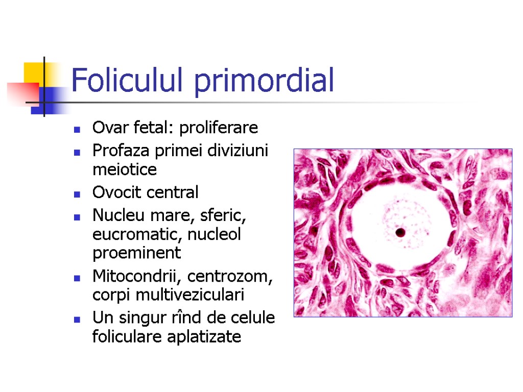 Foliculul primordial Ovar fetal: proliferare Profaza primei diviziuni meiotice Ovocit central Nucleu mare, sferic,